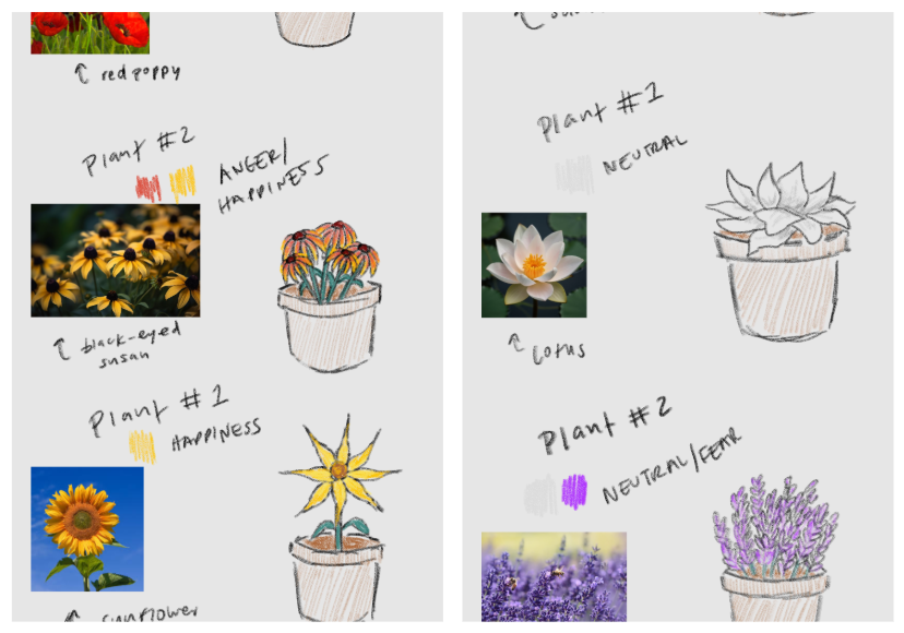 Additional plant concept sketches and research